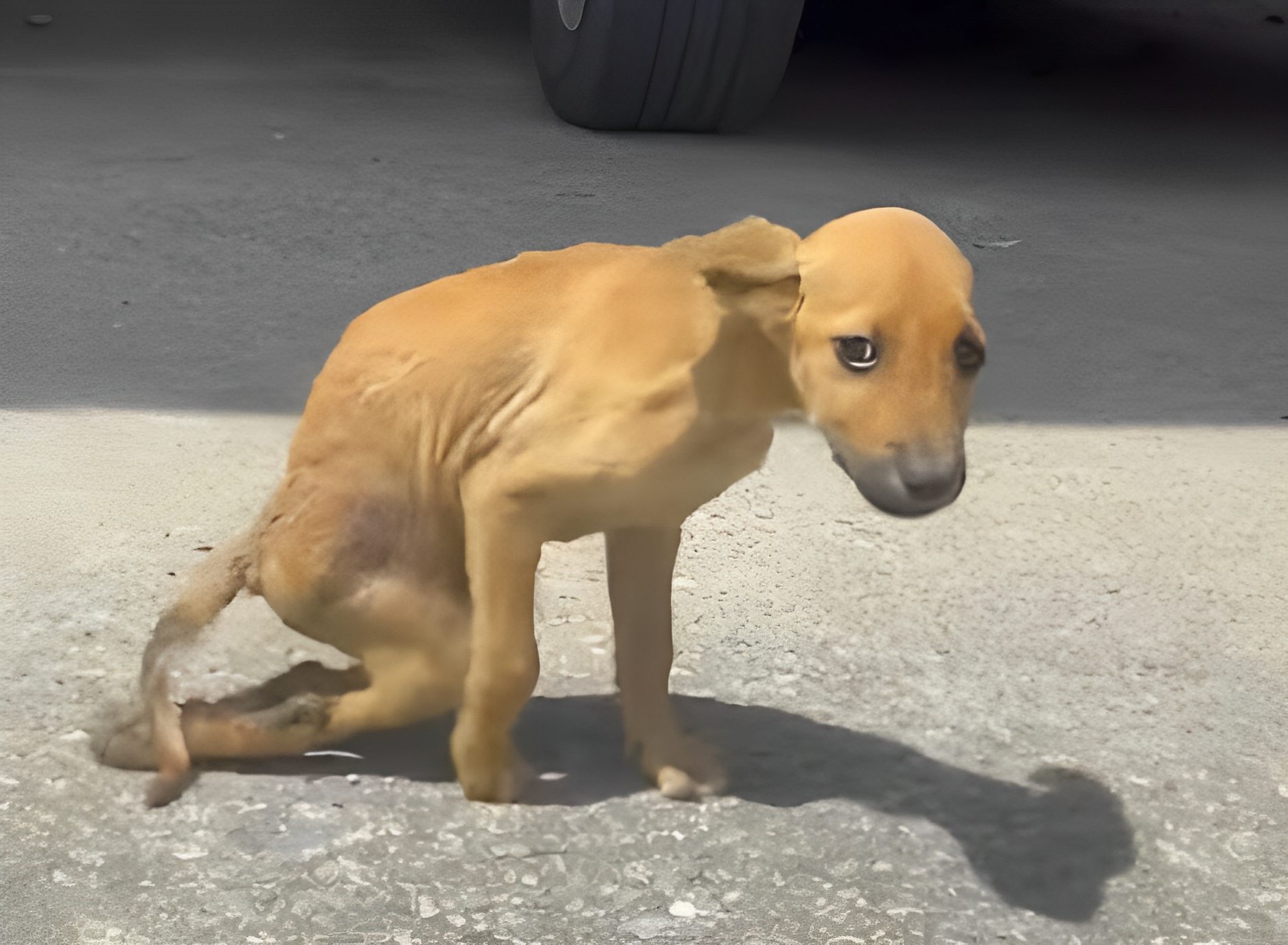 Llamamiento desgarrador: Abandonado e indefenso, un cachorro callejero pide ayuda y evoca simpatía